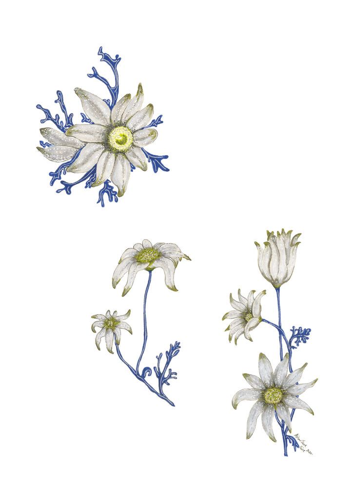 Flannel Flower